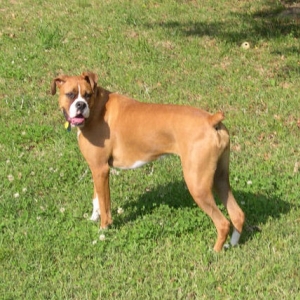 Introducing Sophie, my southern belle