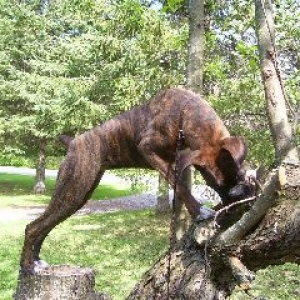 treedog