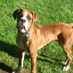 Guard Dog! Beware!