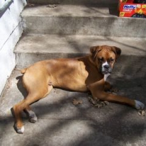 Zeus resting