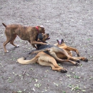 Dog Park 1