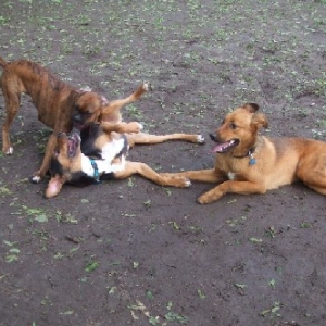 Dog Park 2