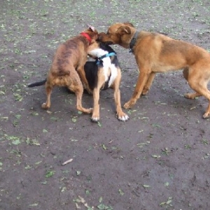 Dog Park 3
