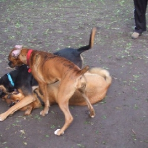 Dog Pile!