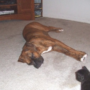 Knocked Out