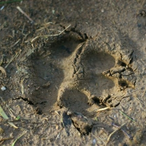 Fossilized evidence of the Kramersaurus Rex