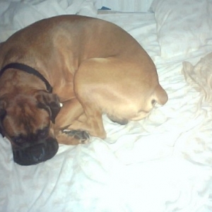 Samson2