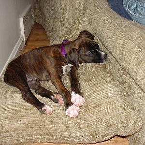 Bradlee's Puppy Pictures