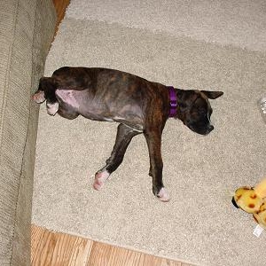 Bradlee's Puppy Pictures