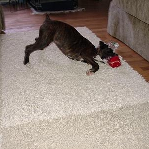Bradlee's Puppy Pictures