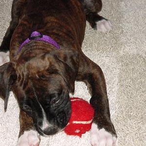 Bradlee's Puppy Pictures