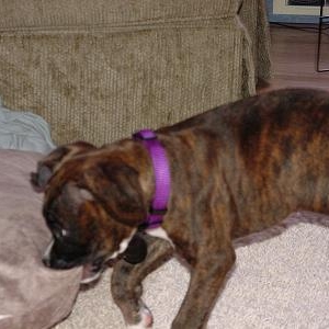 Bradlee's Puppy Pictures