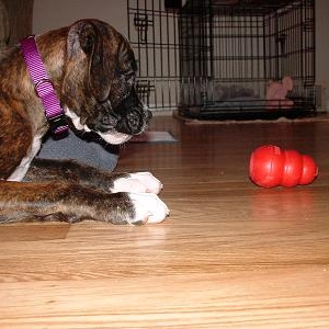 Bradlee's Puppy Pictures