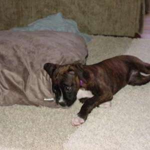 Bradlee's Puppy Pictures