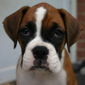 big face bailey