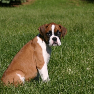 sittin' in the yard