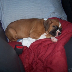 sleeping_beauty
