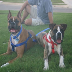 Ranger and his new sister Molly