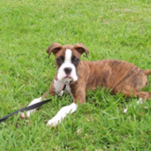 Purdy in the grass