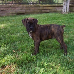 Syd - Nine Weeks Old