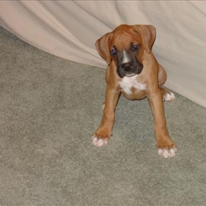puppy5