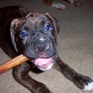 Syd's first Bully Stick