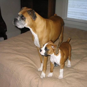 Rudy and Zoe on bed