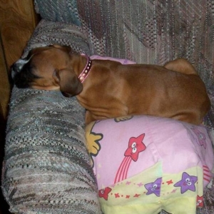 Sophie Sleeping