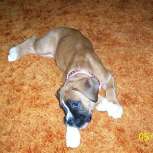 Sophie with Rawhide