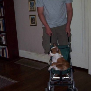 Punchie in the Stroller