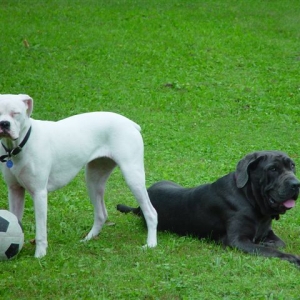 Sadie and bella