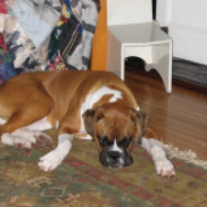 Sooper Sleepy after a long day of showing