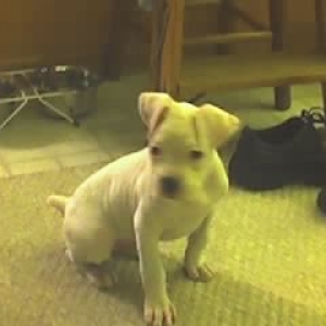 Baby Bardi 1st picture.
