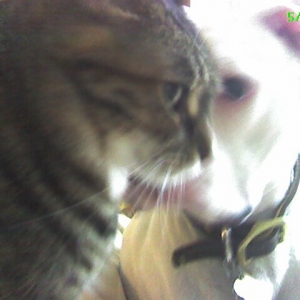 Bardi & Sissta Sabes