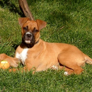 Maggie 14 weeks A