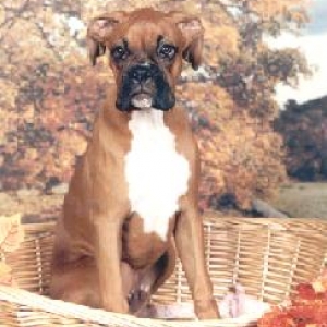 Boxer in a basket!