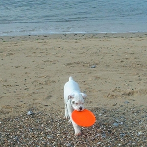Charlie Playing By The Sea