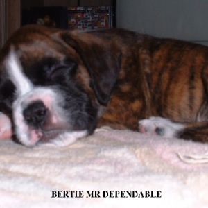 bertie 10 weeks old