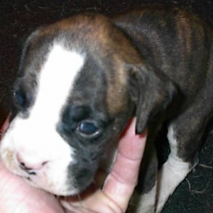 Stryker