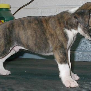 Stryker
