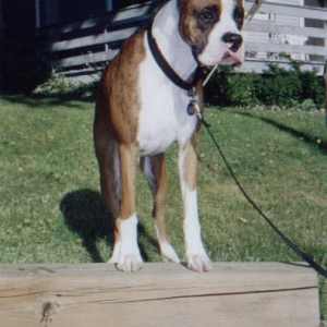 Louie