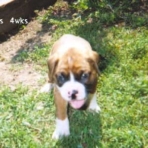 Seamus