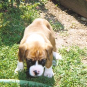 Seamus