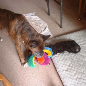 This is my toy!