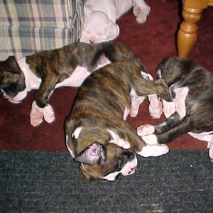 It's a tough job  being a puppy!!
