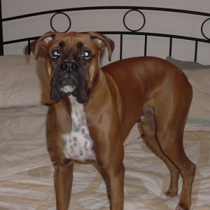 Last one in is a ...weiner dog!!!