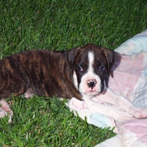 Brutus Baby