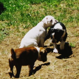 6 weeks old w/bros