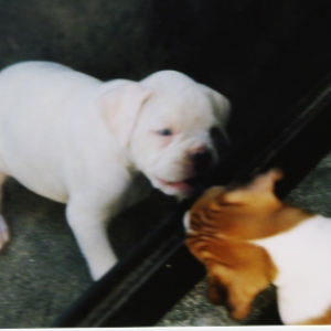 6 weeks old