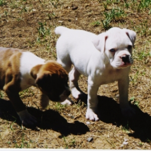 6 weeks old
